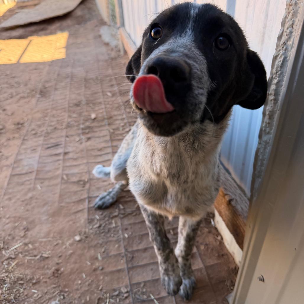 Enlarge Aberdeen, a Adoptable mixed breed in Moab, UT image 6/6
