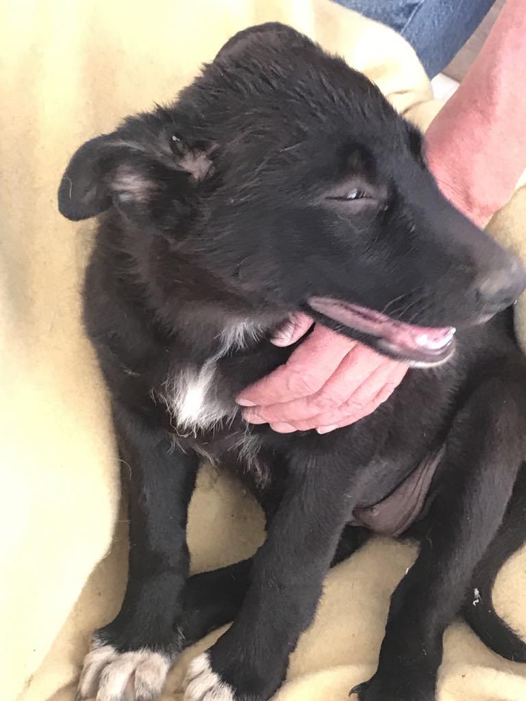 Adopt Jessica and June (Josephina puppies)  Oakhurst, CA