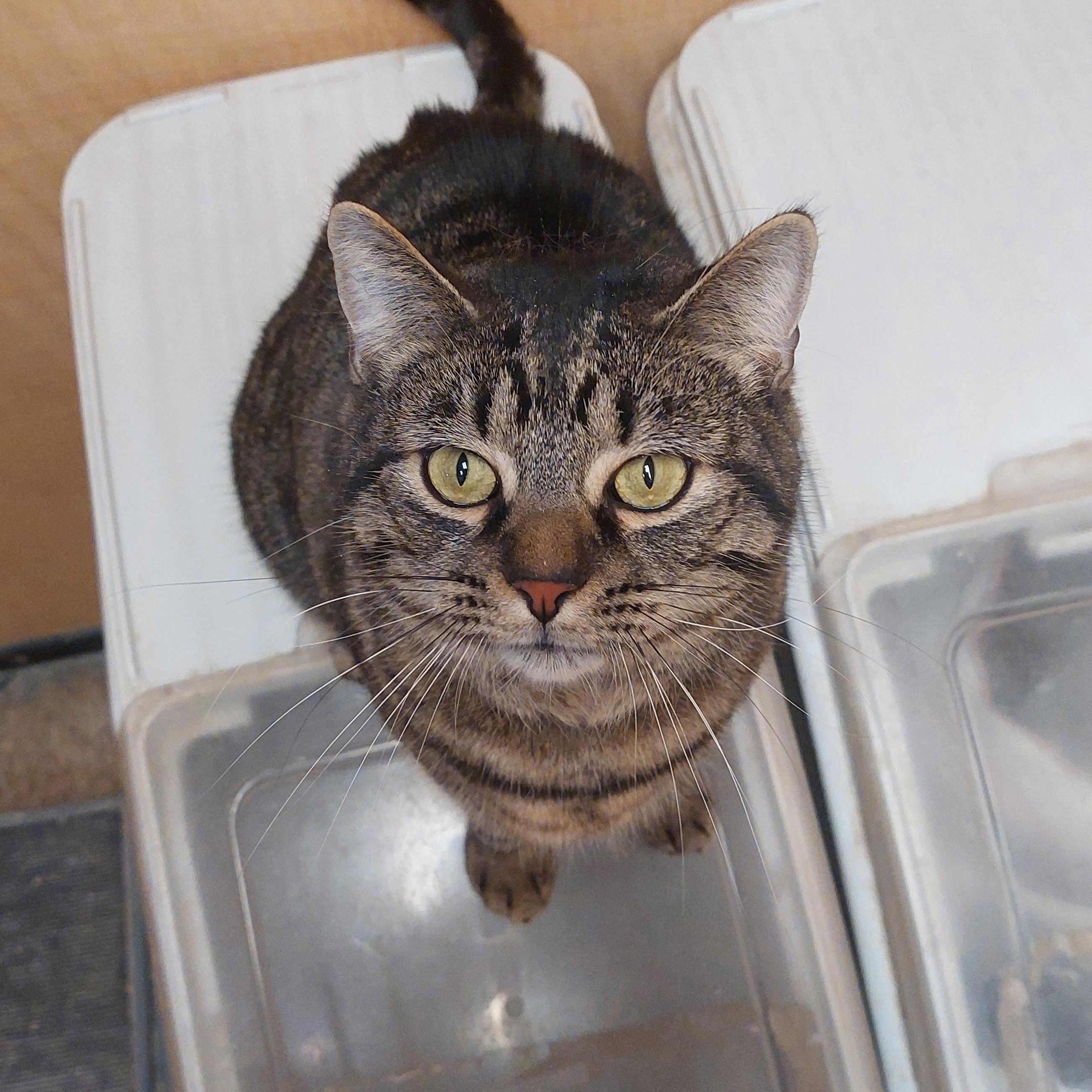 Sally, adopted, Young Female American Shorthair.