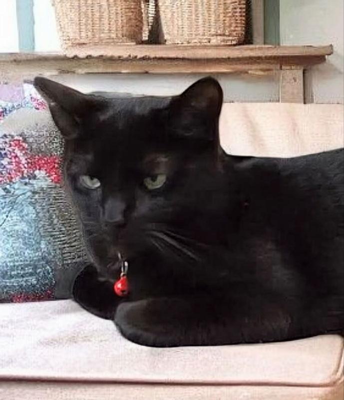 Enlarge Binx, a Adoptable mixed breed in Knoxville, TN image 1/3