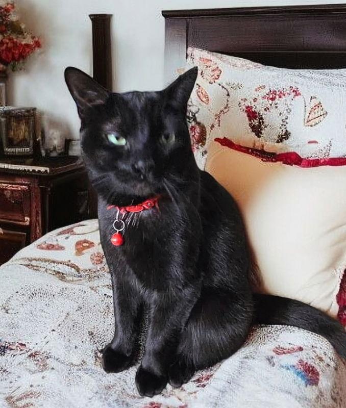 Enlarge Binx, a Adoptable mixed breed in Knoxville, TN image 2/3