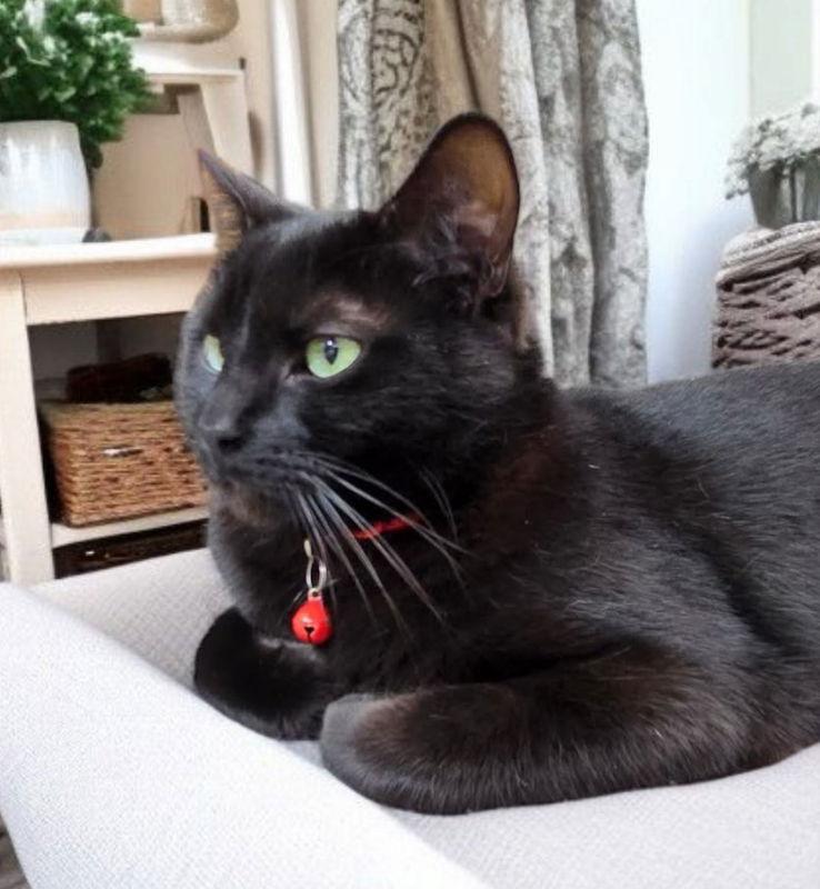 Enlarge Binx, a Adoptable mixed breed in Knoxville, TN image 3/3