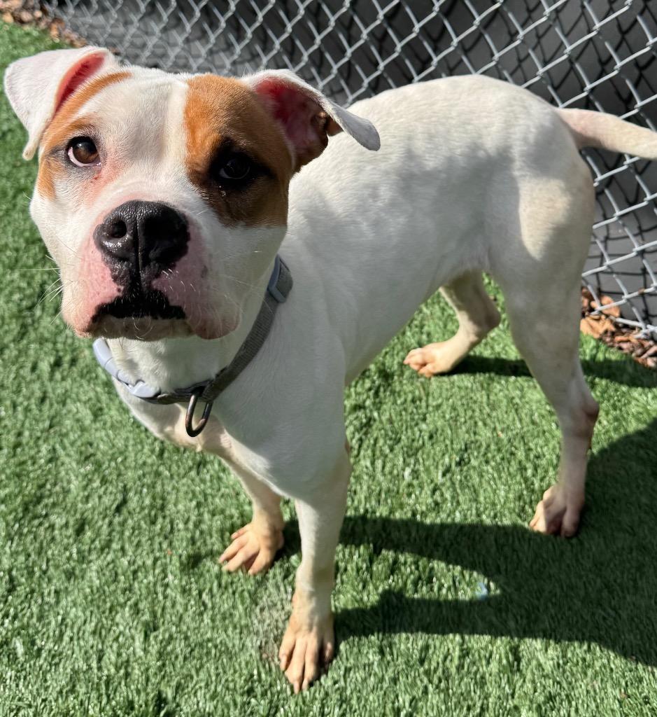 Chi Chi, Adoptable, Adult Female Pit Bull Terrier.