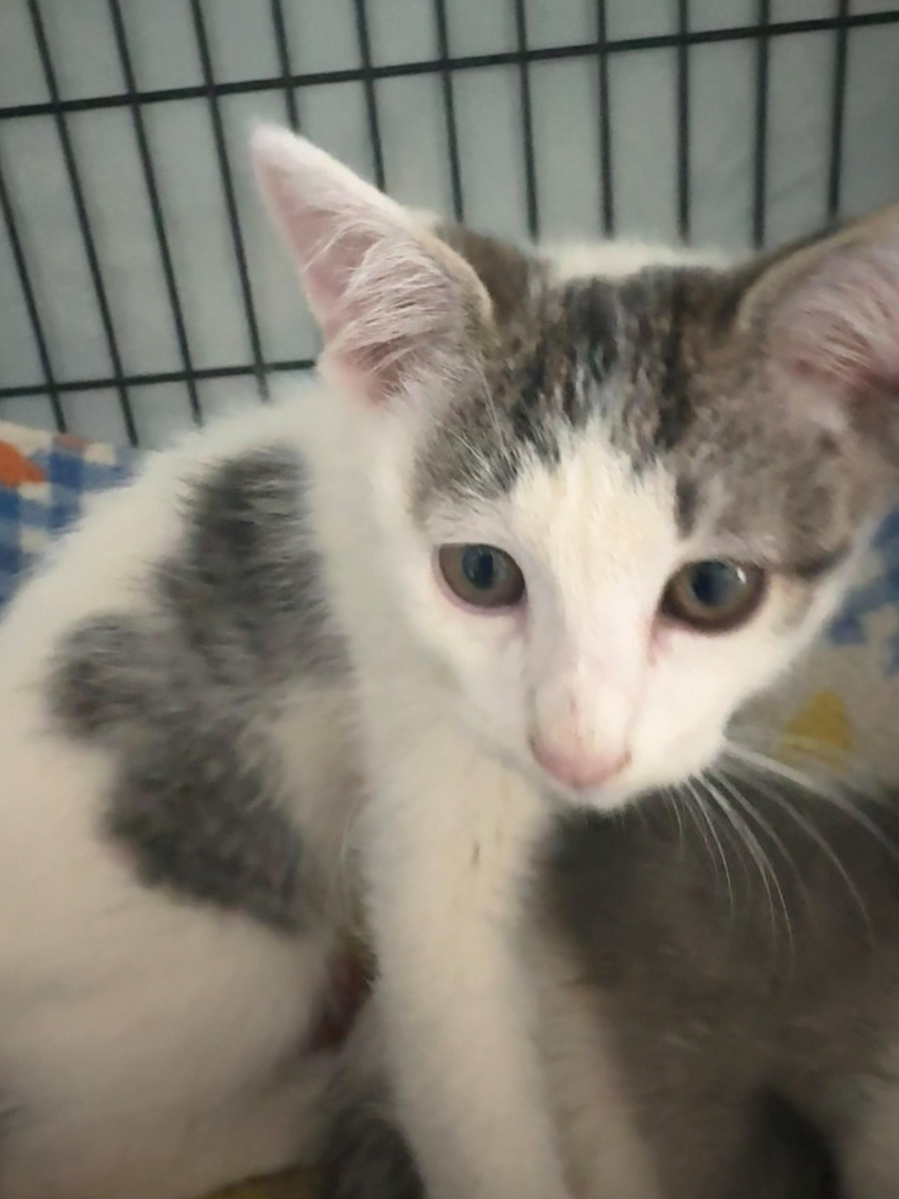 Enlarge Goober, an adopted Domestic Short Hair in Grass Valley, CA image 1/1