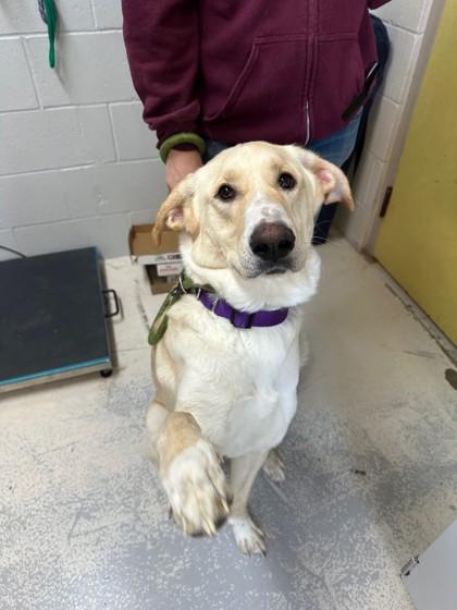 Carrie, ADOPTABLE, Adult Female Mixed Breed.