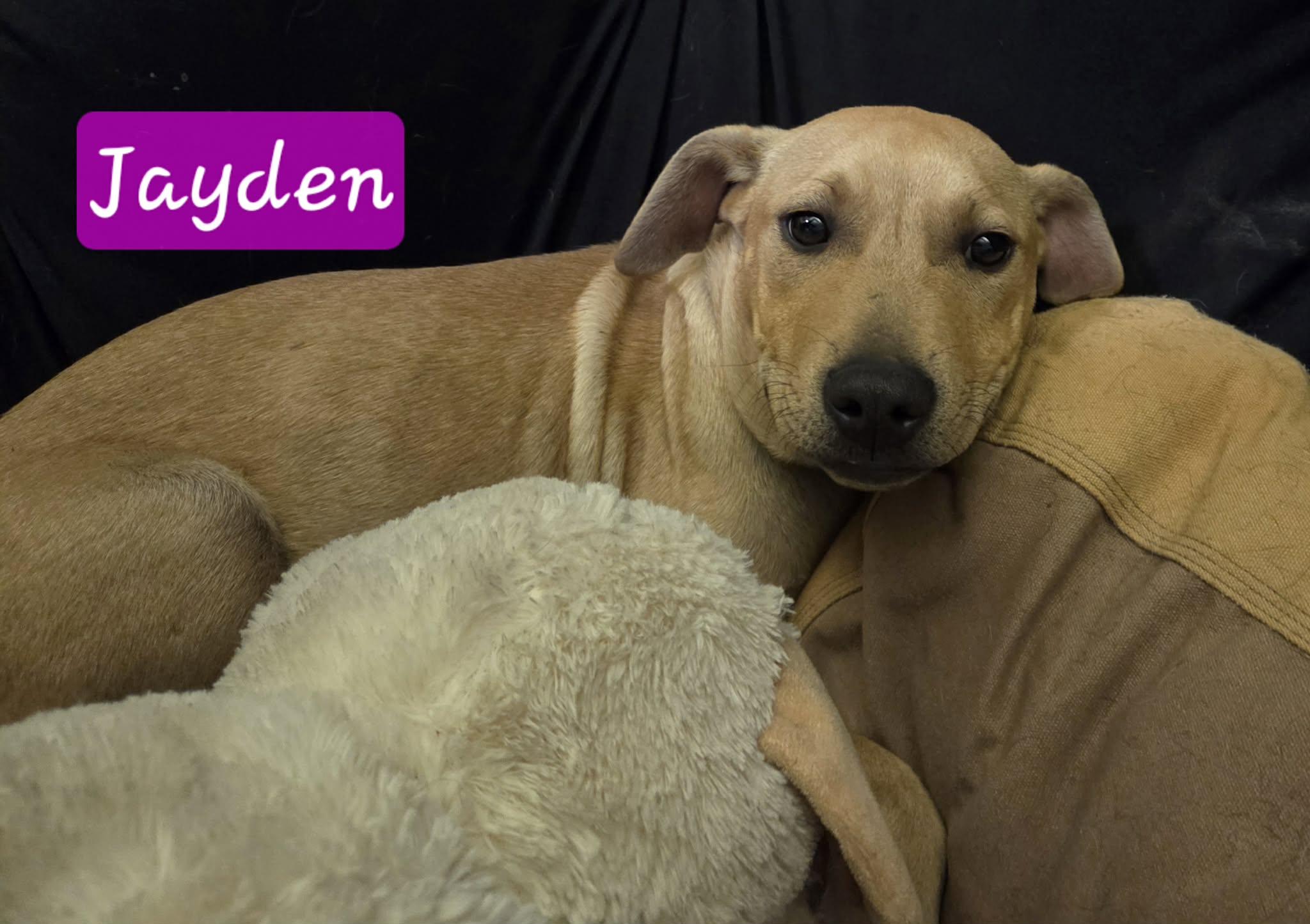 Enlarge Jayden, an adopted American Bully in Manhattan, KS image 1/5