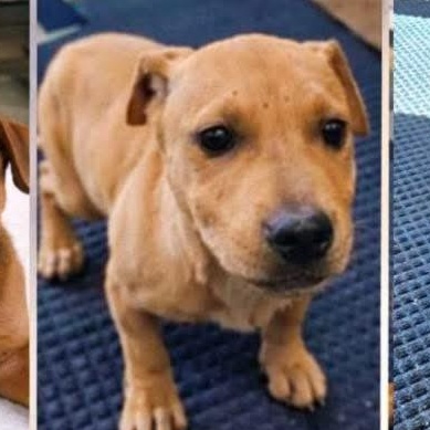 Jayden, Adoptable, Puppy Male American Bully.