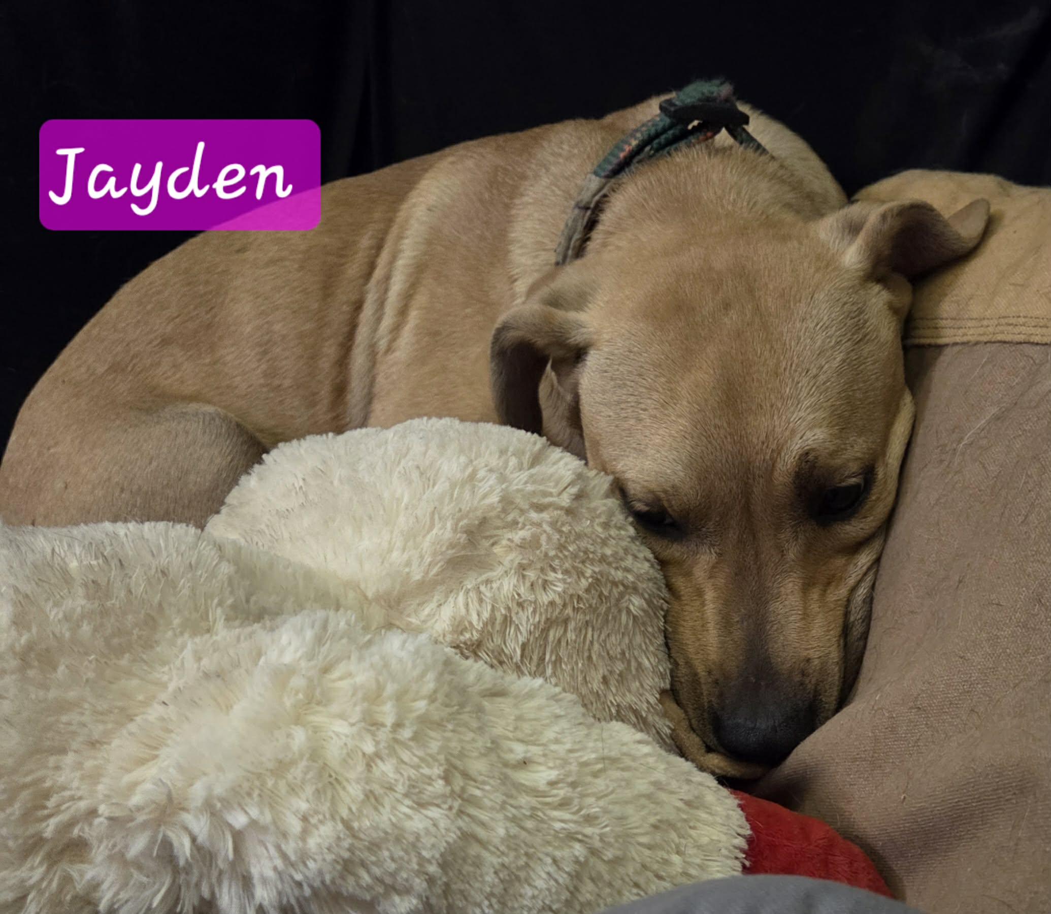 Enlarge Jayden, an adopted American Bully in Manhattan, KS image 4/5