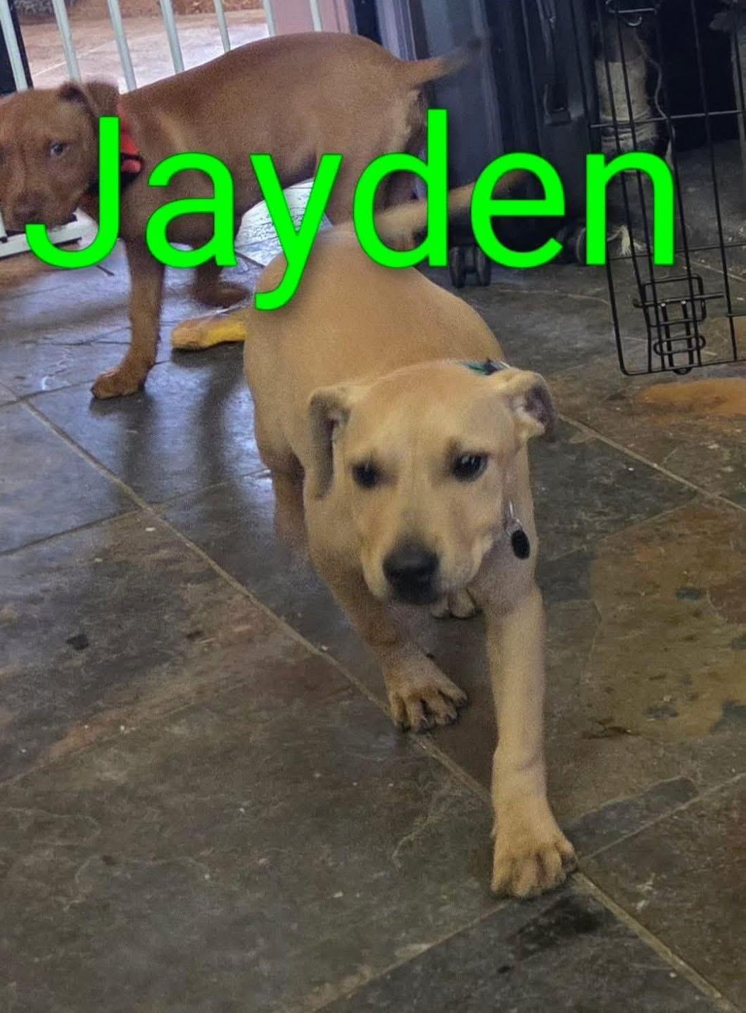 Enlarge Jayden, an adopted American Bully in Manhattan, KS image 3/5