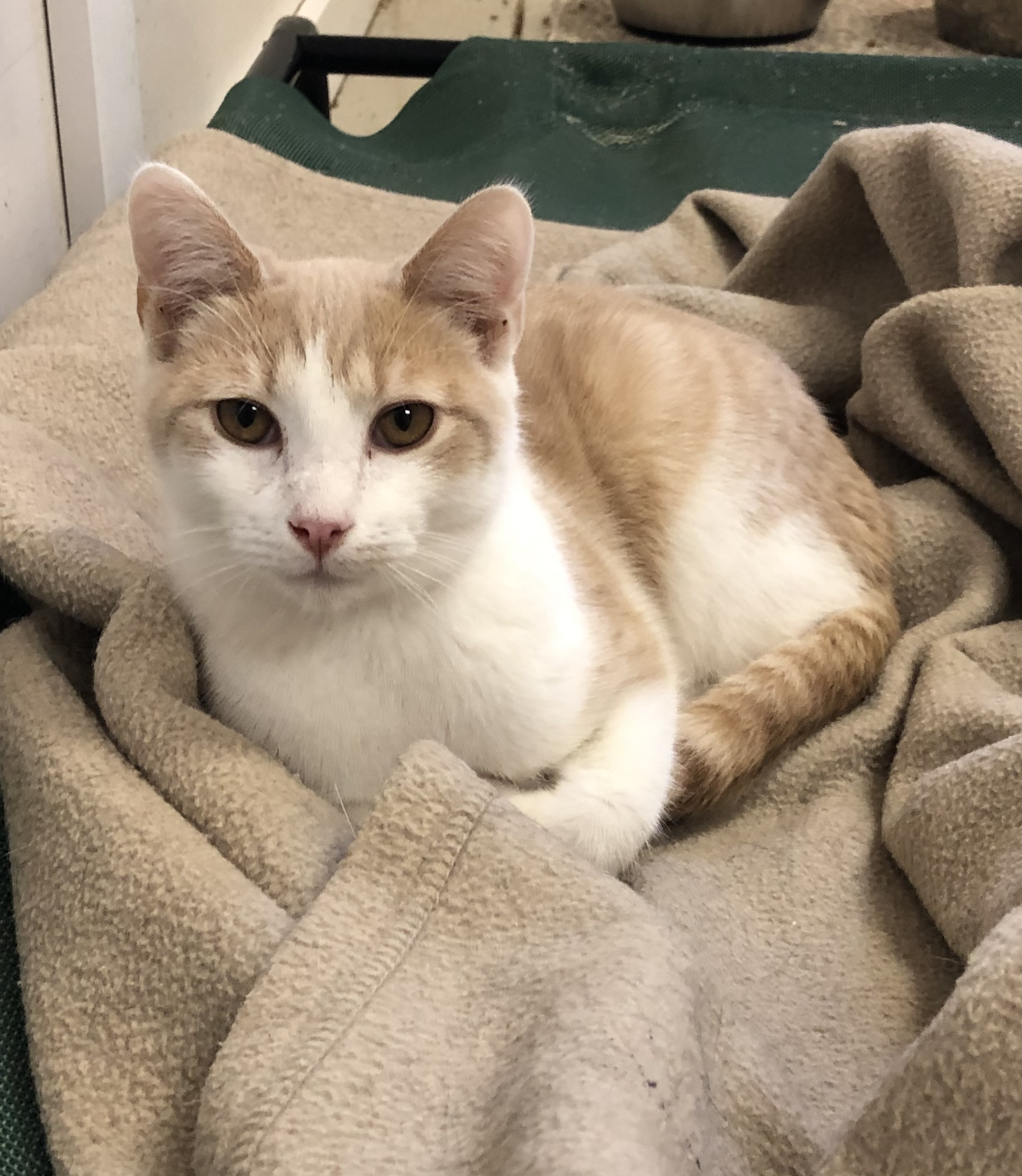 Milo, Adult Male Domestic Short Hair