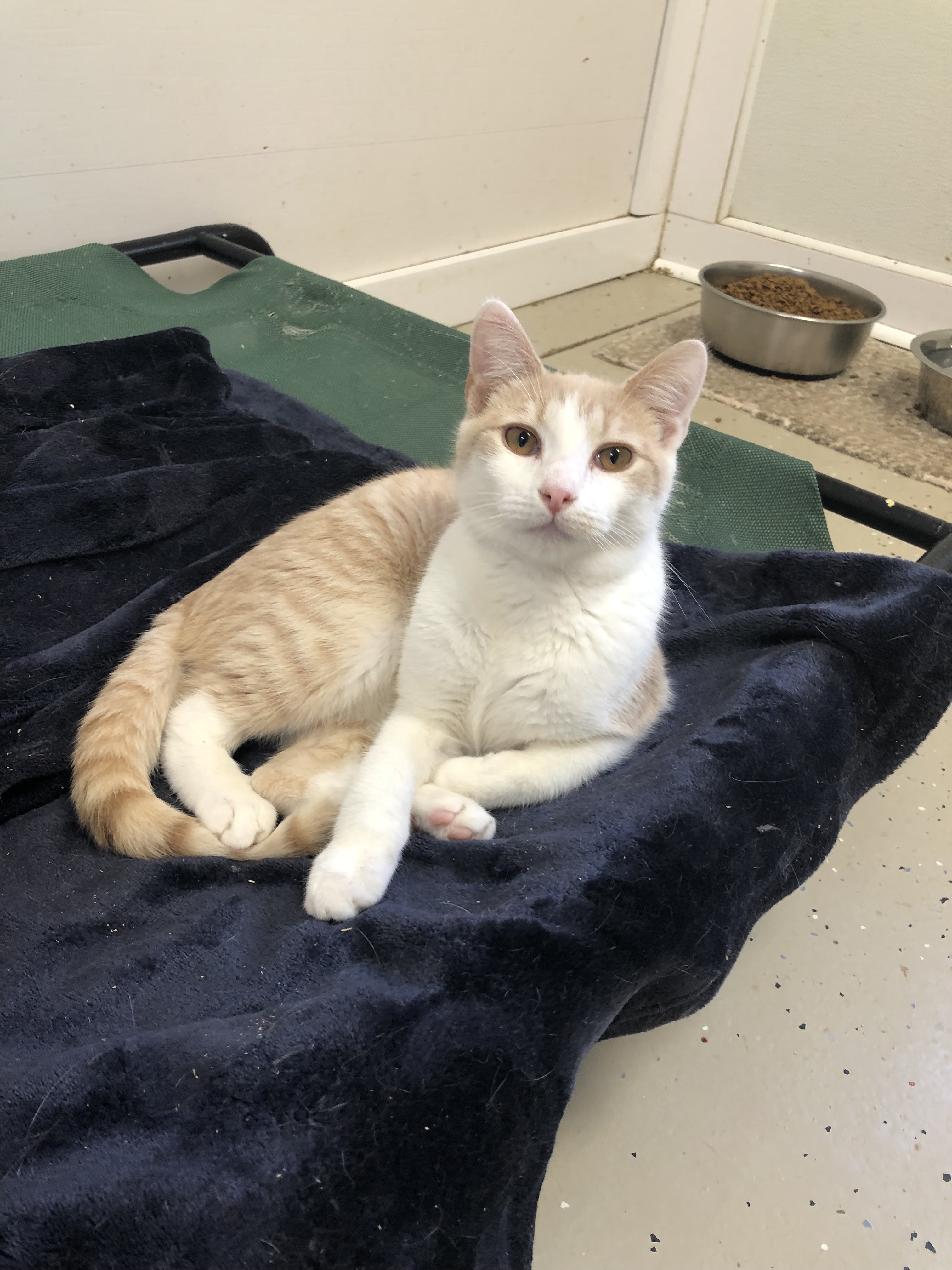 Enlarge Milo, a Adoptable Domestic Short Hair in Gouldsboro, PA image 2/6