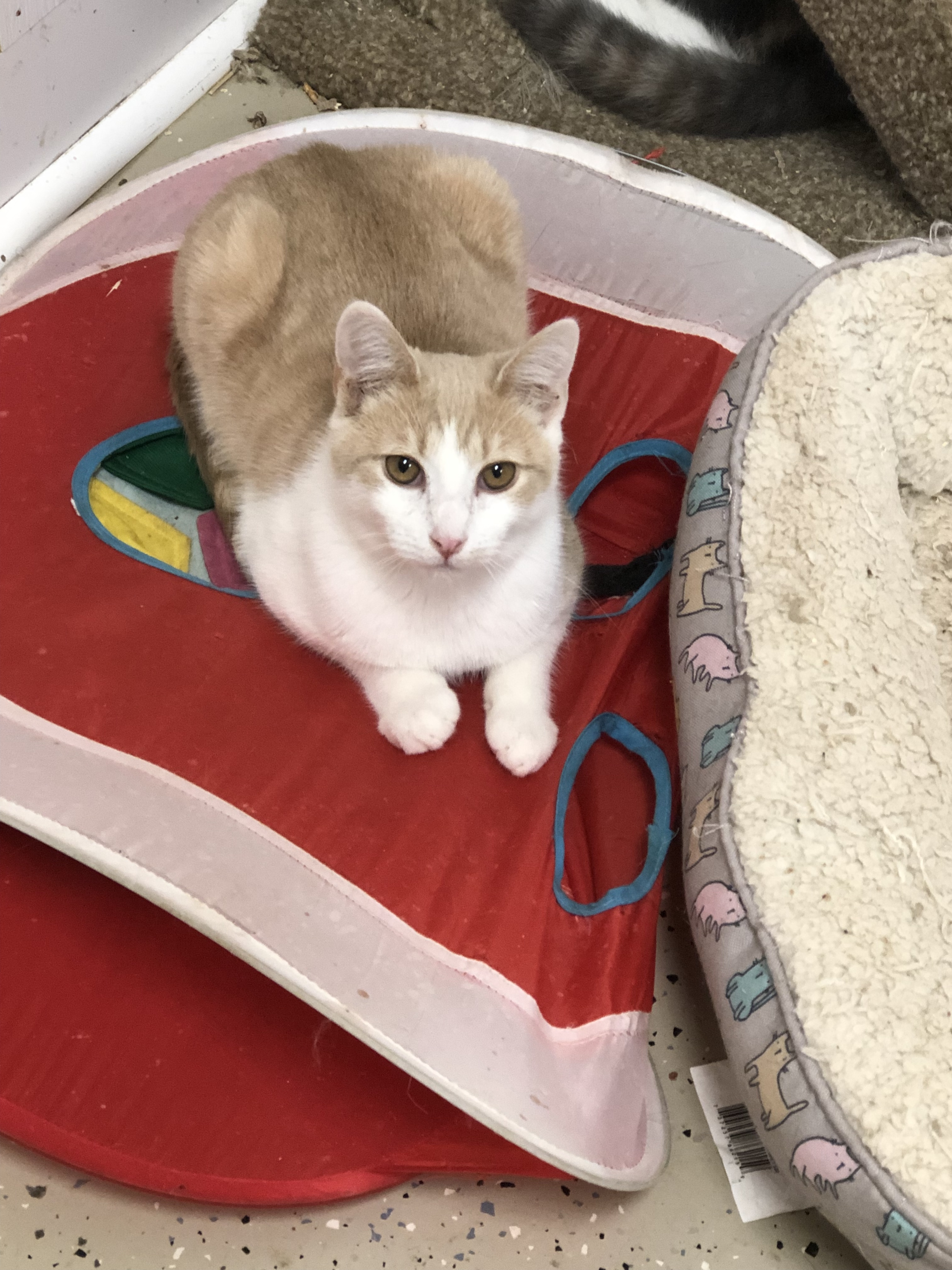 Enlarge Milo, a Adoptable Domestic Short Hair in Gouldsboro, PA image 3/6