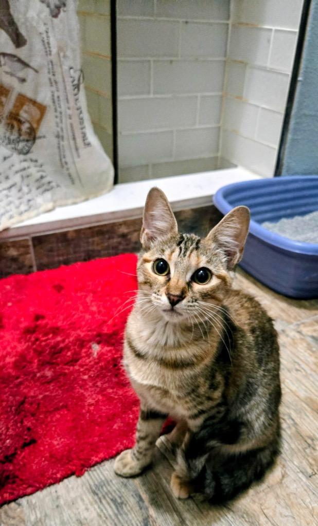 Enlarge Hazel, a Adoptable mixed breed in Spring, TX image 1/2