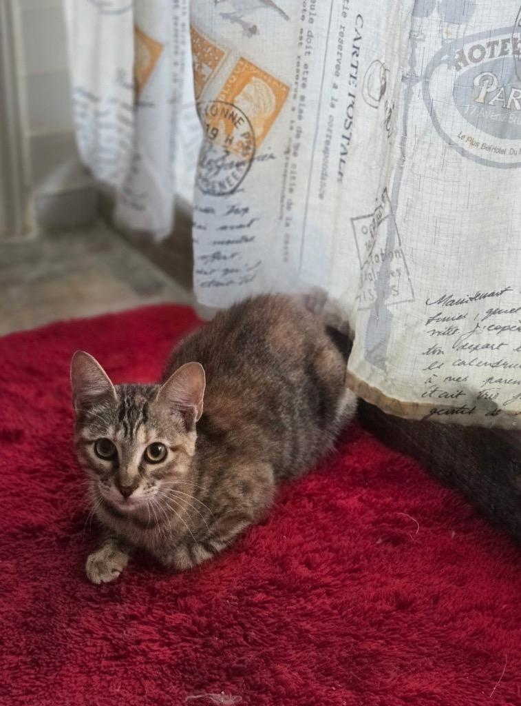 Enlarge Hazel, a Adoptable mixed breed in Spring, TX image 2/2
