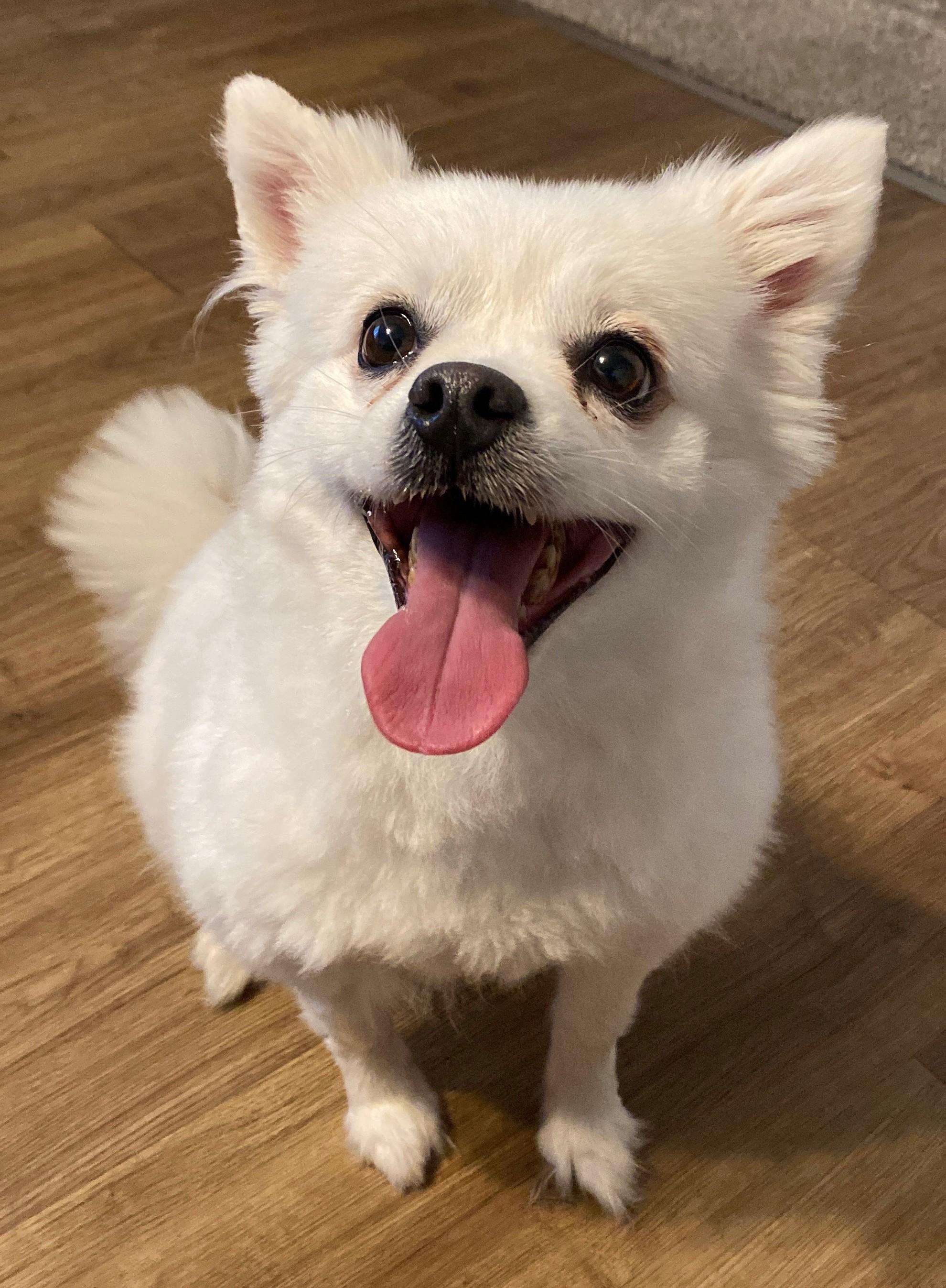 Parker - Adopted, adopted, Adult Female American Eskimo Dog.