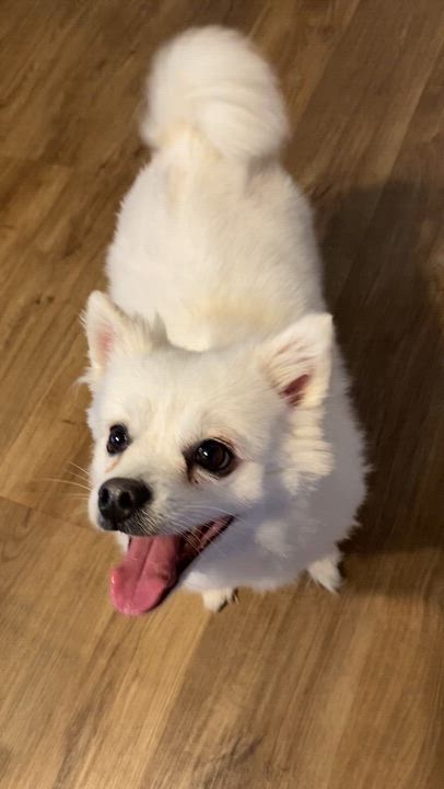 Enlarge Parker - Adopted, an adopted American Eskimo Dog in Saint Louis, MO video 2/2