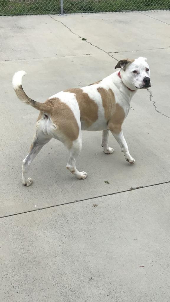Miss Molly, Adoptable, Senior Female Staffordshire Bull Terrier.