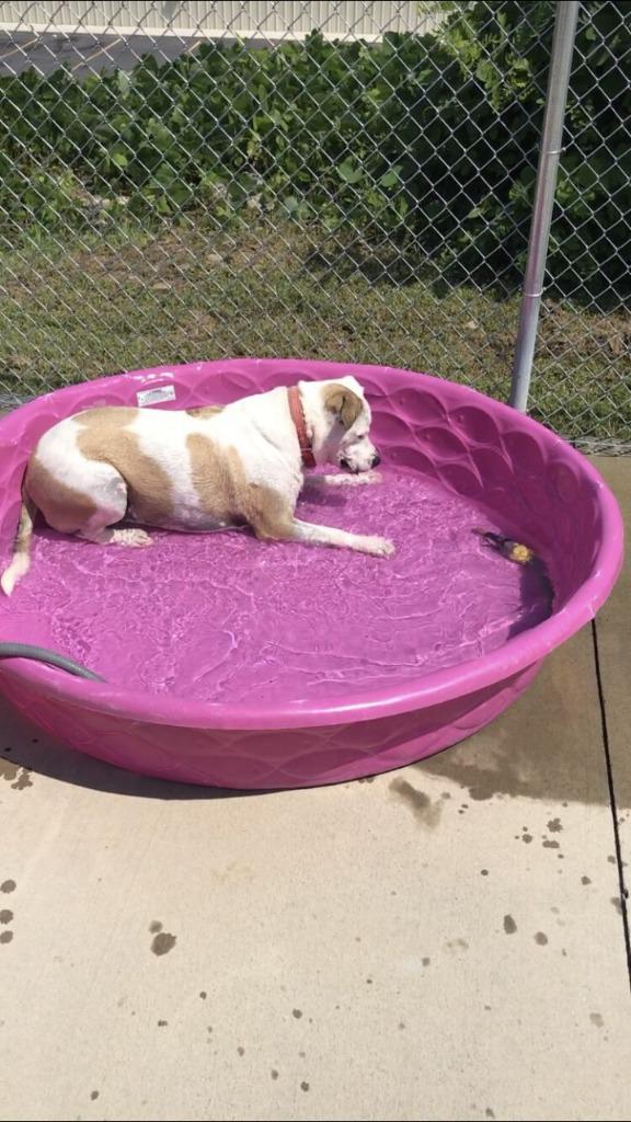 Miss Molly, a Adoptable Staffordshire Bull Terrier in Blountville, TN image 3/6