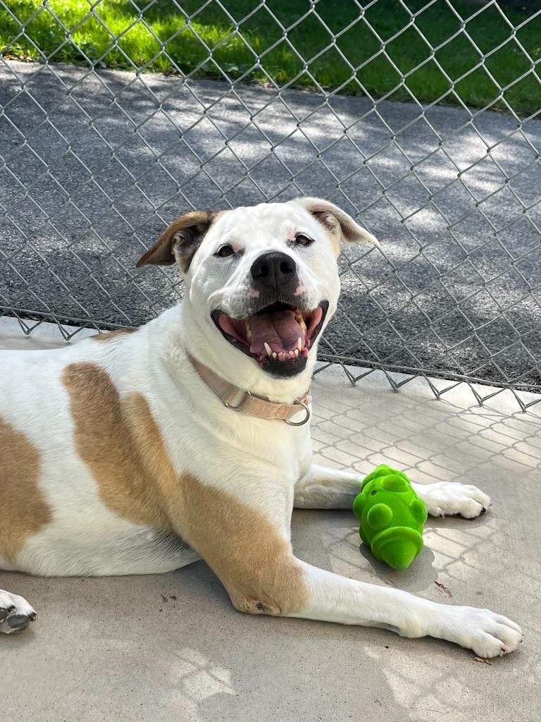 Enlarge Miss Molly, a Adoptable Staffordshire Bull Terrier in Blountville, TN image 3/6