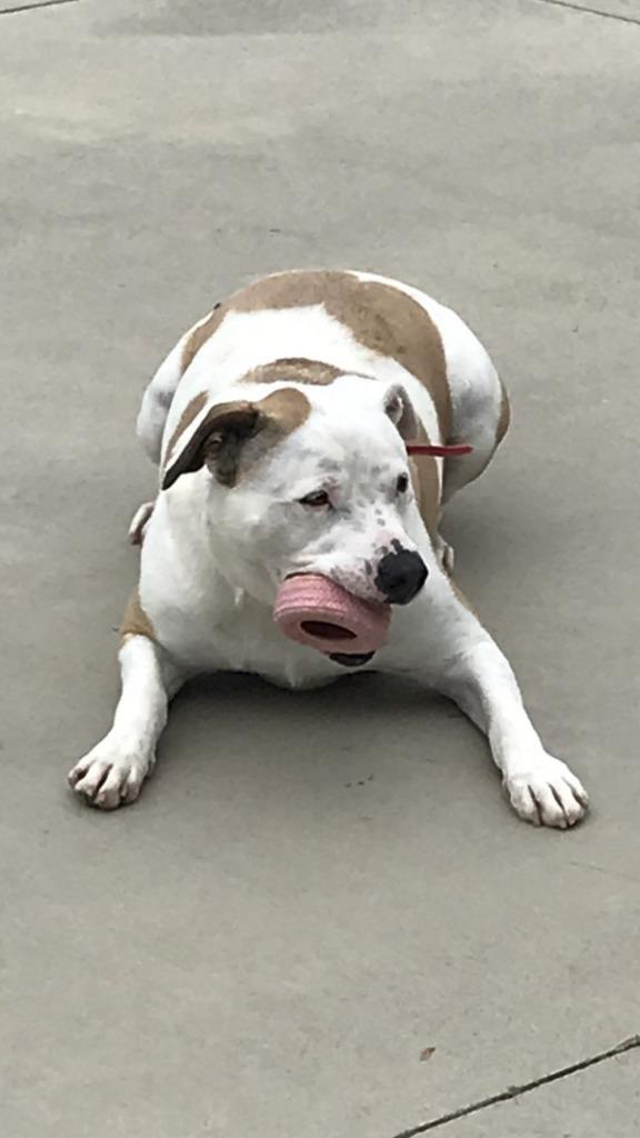 Miss Molly, a Adoptable Staffordshire Bull Terrier in Blountville, TN image 5/6