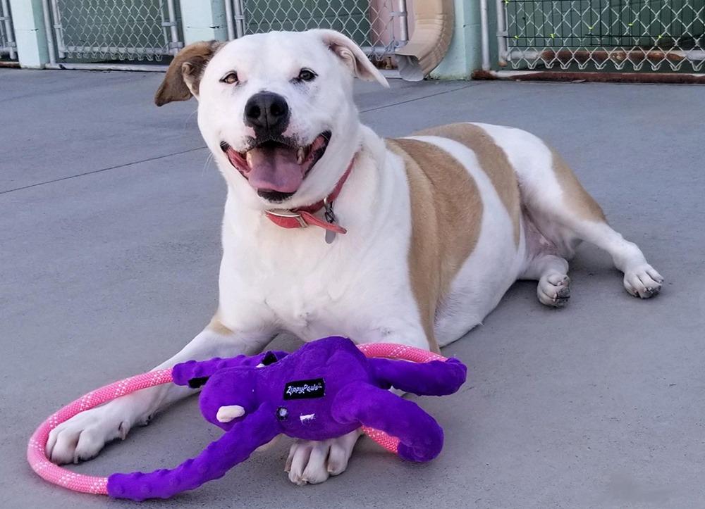 Miss Molly, a Adoptable Staffordshire Bull Terrier in Blountville, TN image 6/6