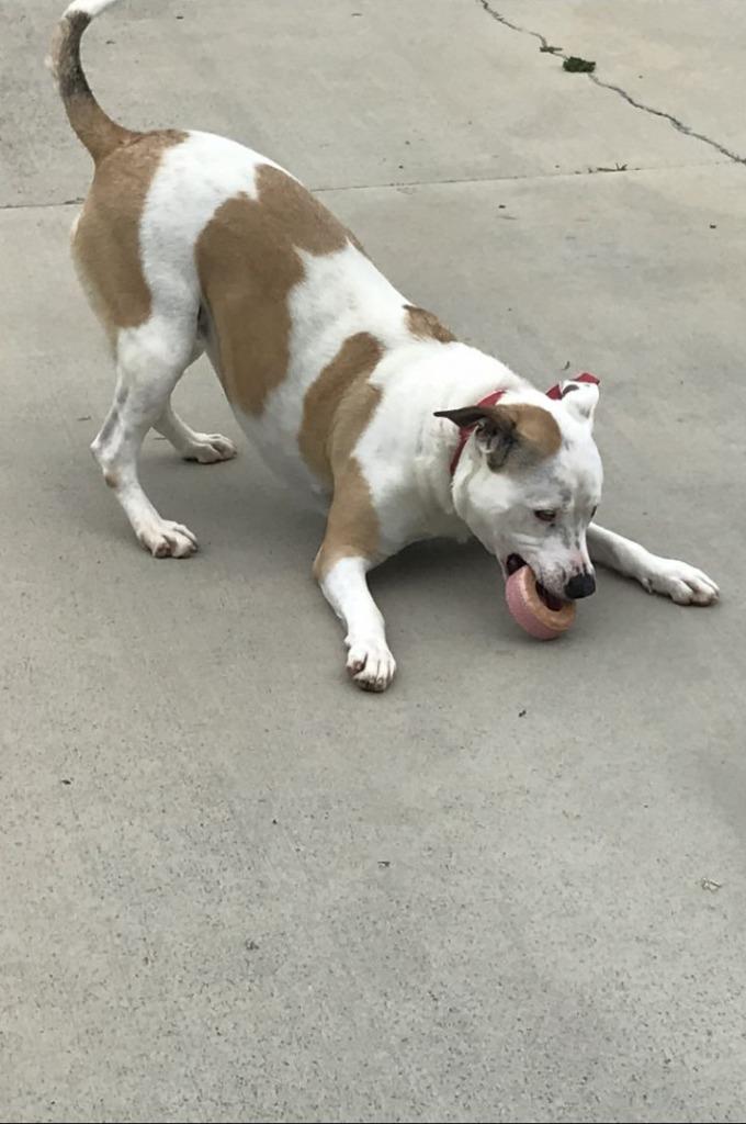 Enlarge Miss Molly, a Adoptable Staffordshire Bull Terrier in Blountville, TN image 5/6