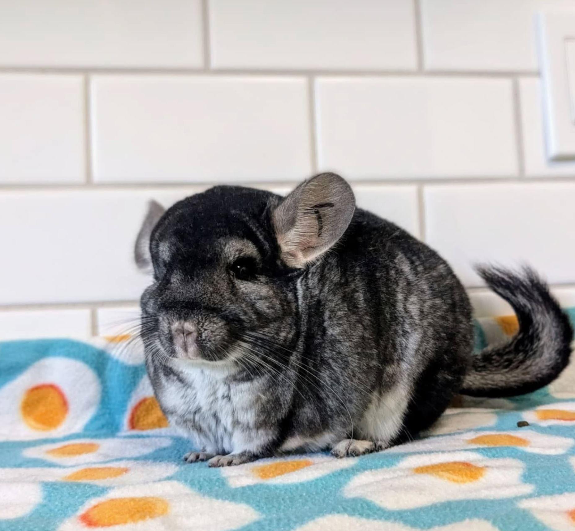 Thelma & Louise, a Adoptable Chinchilla in Modesto, CA image 1/2