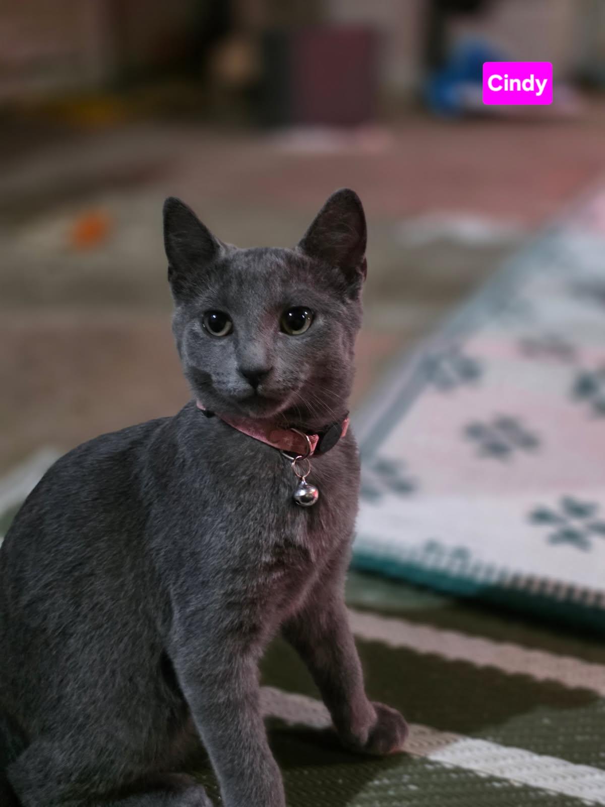 Enlarge CINDY, a Adopted Domestic Short Hair in Owatonna, MN image 3/4