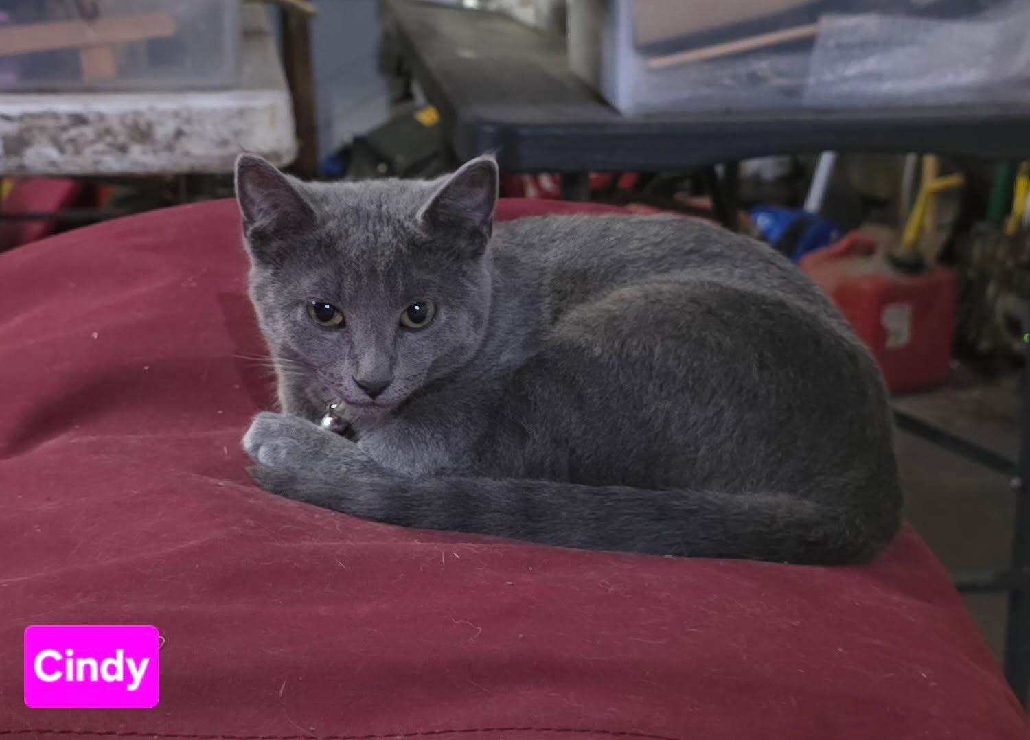 Enlarge CINDY, a Adopted Domestic Short Hair in Owatonna, MN image 4/4