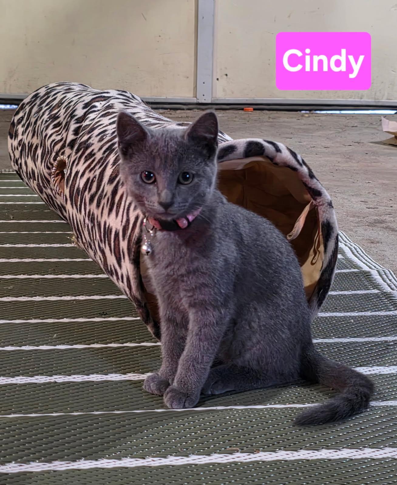 CINDY, Adopted, Young Female Domestic Short Hair.