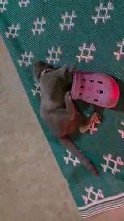 Enlarge CINDY, a Adopted Domestic Short Hair in Owatonna, MN video 2/4