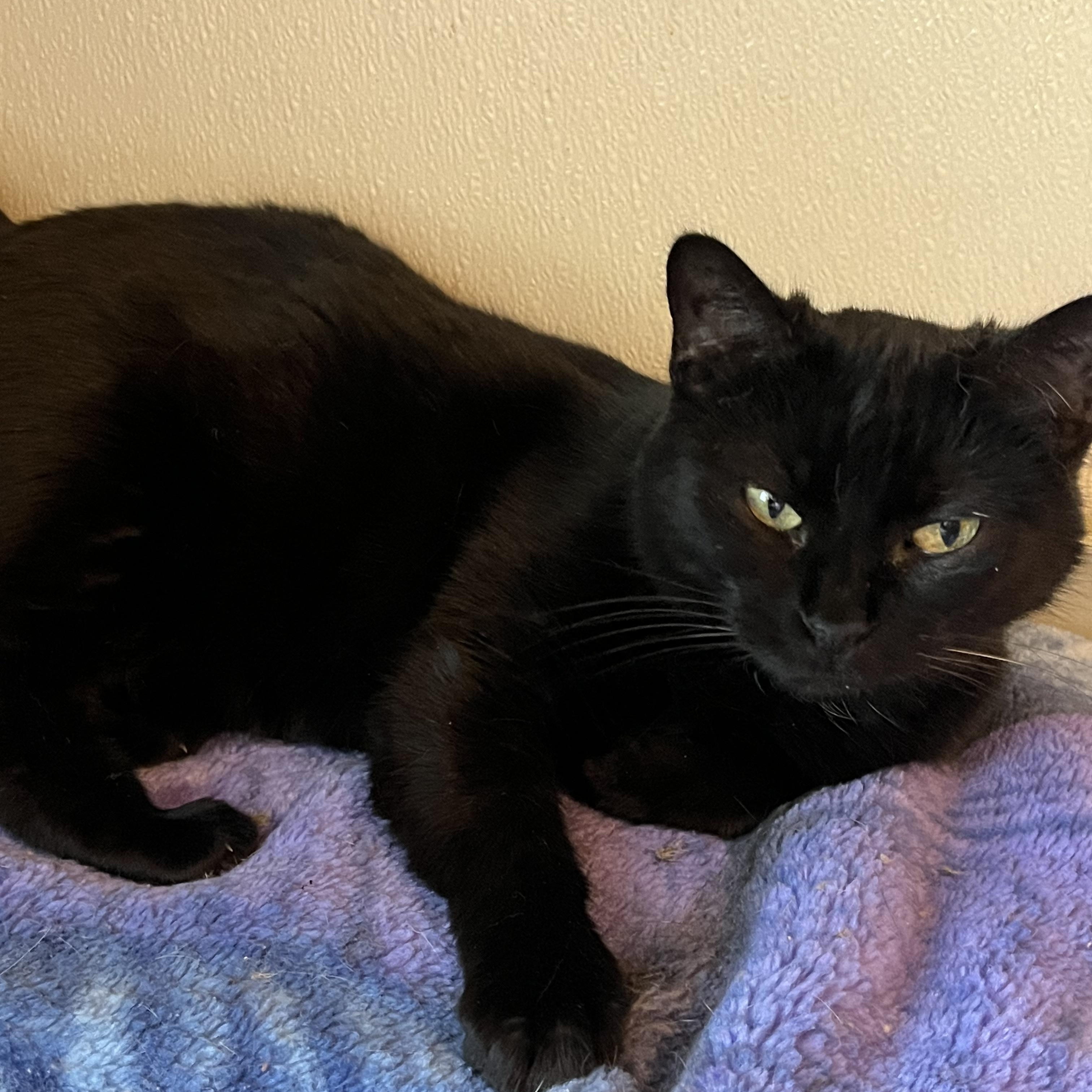 Enlarge Mirabelle , a Adoptable Domestic Short Hair in Moline, IL image 4/4