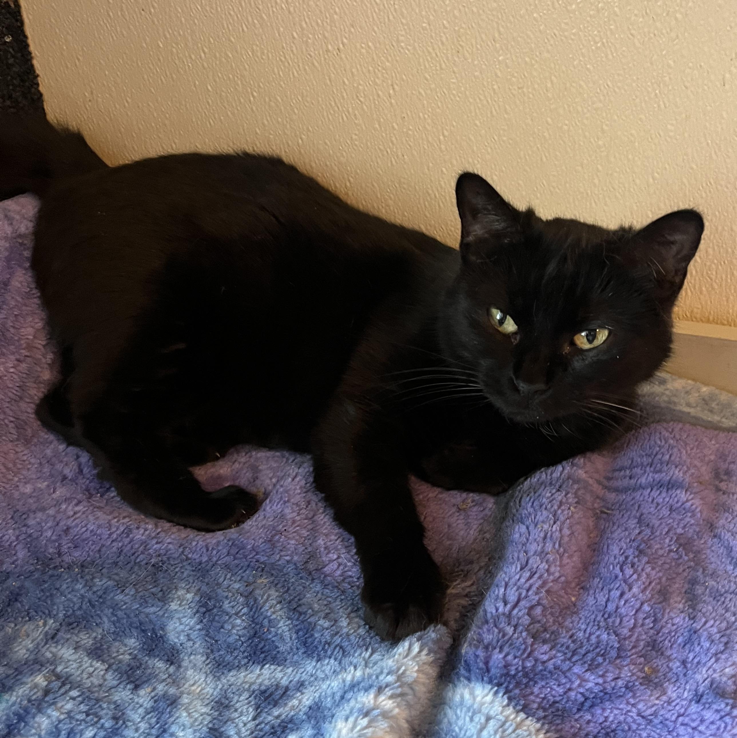 Mirabelle , Adoptable, Adult Female Domestic Short Hair.