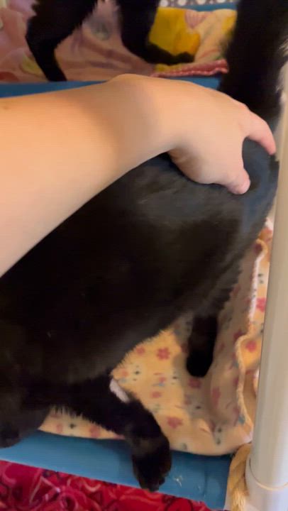 Enlarge Mirabelle , a Adoptable Domestic Short Hair in Moline, IL video 2/4