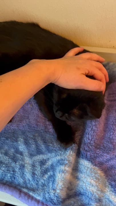 Enlarge Mirabelle , a Adoptable Domestic Short Hair in Moline, IL video 3/4