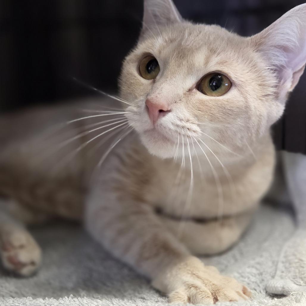 Enlarge Sandy, a Adoptable Domestic Short Hair in Pittsford, VT image 1/5