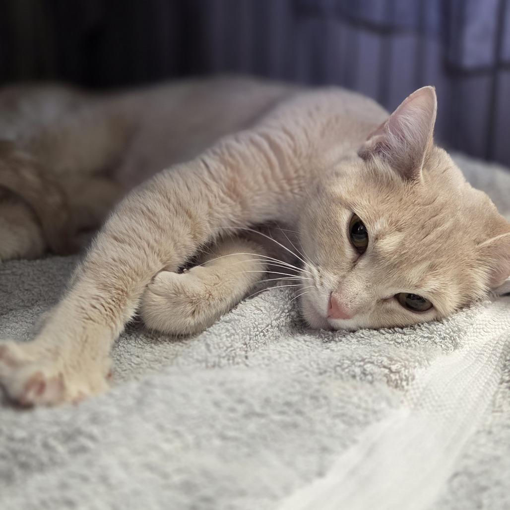 Enlarge Sandy, a Adoptable Domestic Short Hair in Pittsford, VT image 2/5