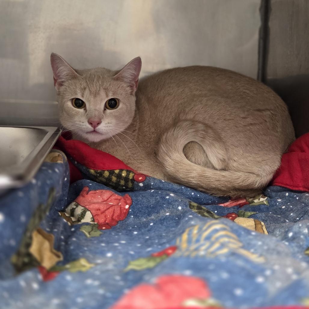 Enlarge Sandy, a Adoptable Domestic Short Hair in Pittsford, VT image 3/5