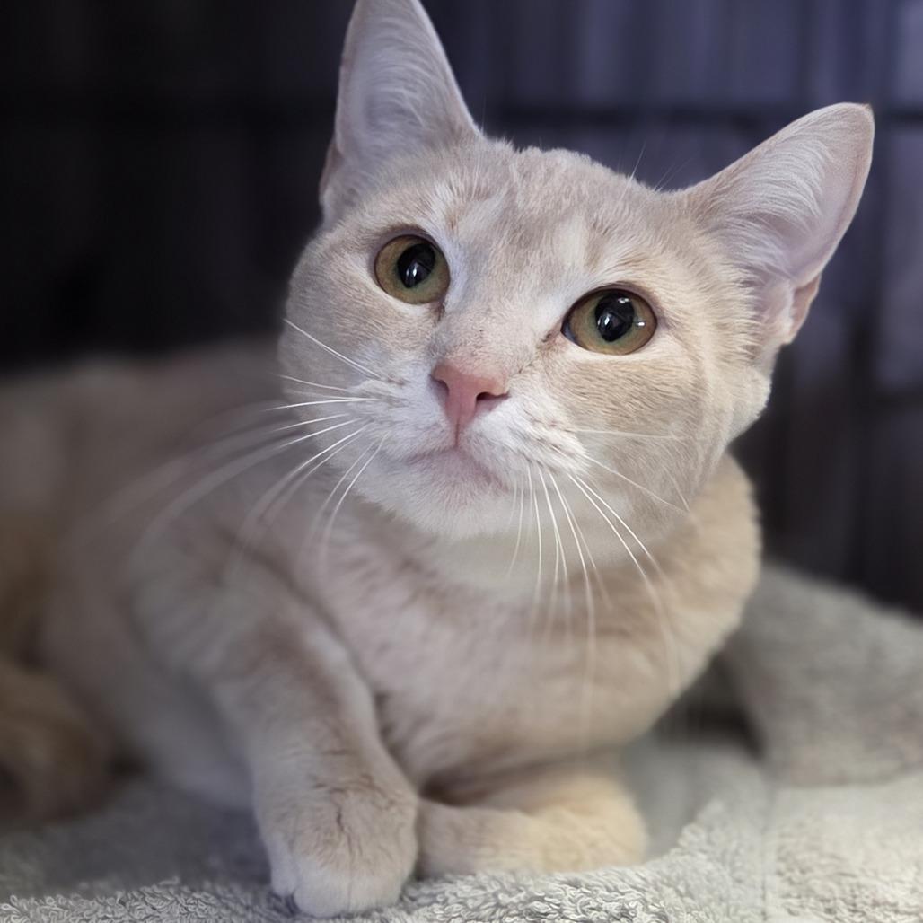 Enlarge Sandy, a Adoptable Domestic Short Hair in Pittsford, VT image 4/5