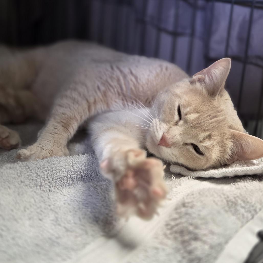 Enlarge Sandy, a Adoptable Domestic Short Hair in Pittsford, VT image 5/5