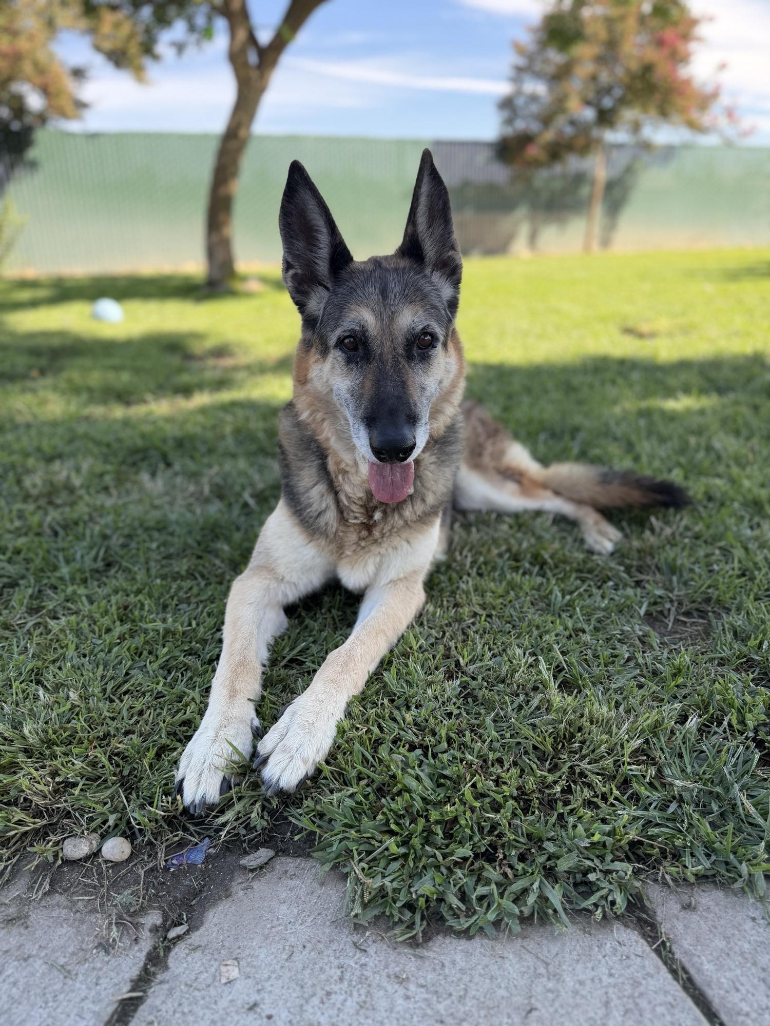 Enlarge Roxy, a ADOPTABLE German Shepherd Dog in Oakdale, CA image 1/1