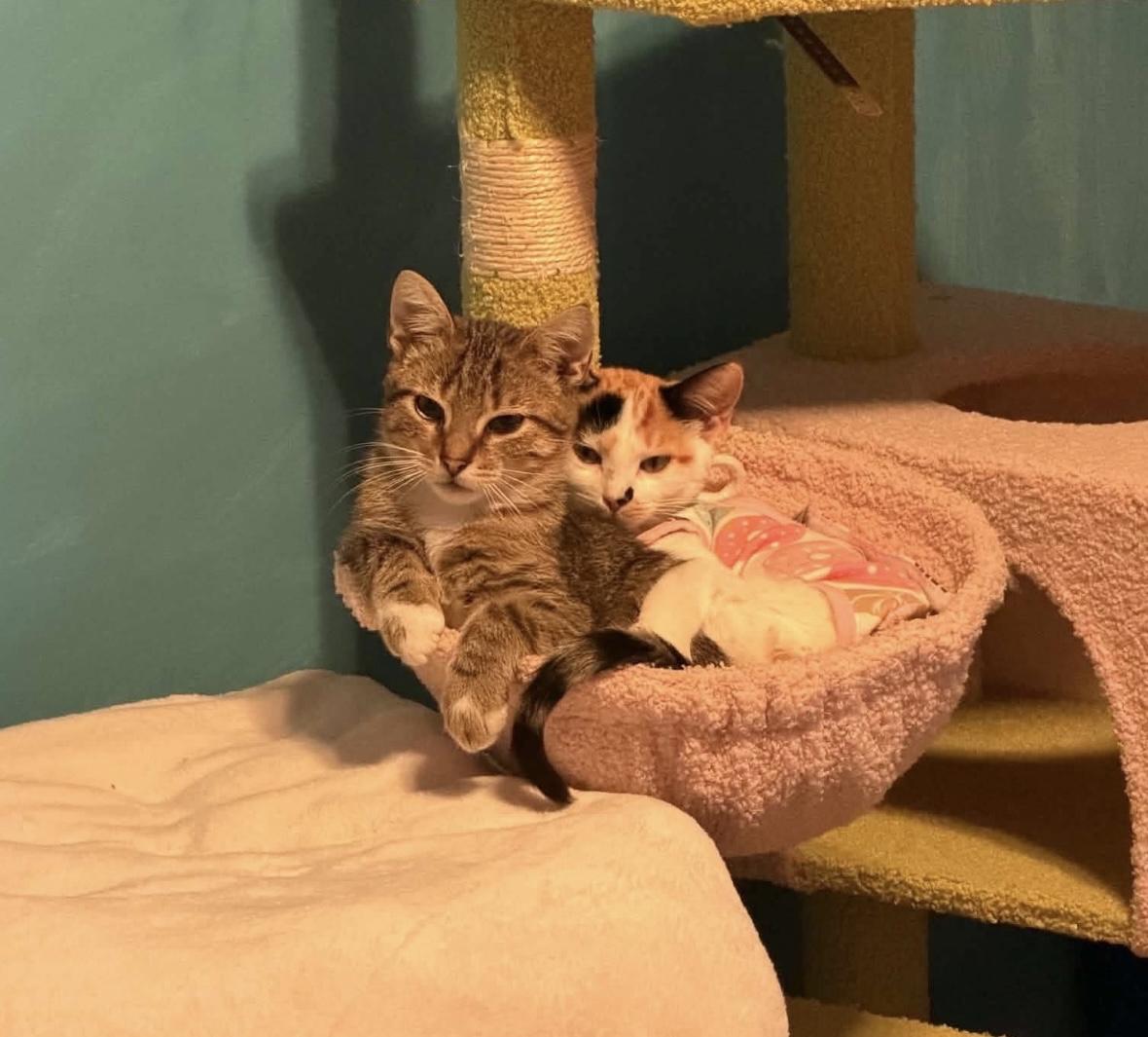 Enlarge Bob Ross (Bonded to Little Cloud), a Adopted Domestic Short Hair in Rochester , NY image 3/6