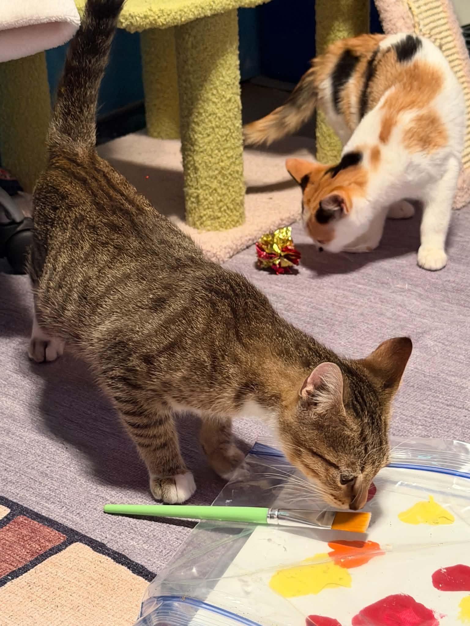 Enlarge Bob Ross (Bonded to Little Cloud), a Adopted Domestic Short Hair in Rochester , NY image 6/6