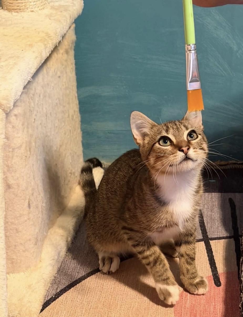 Enlarge Bob Ross (Bonded to Little Cloud), a Adopted Domestic Short Hair in Rochester , NY image 4/6