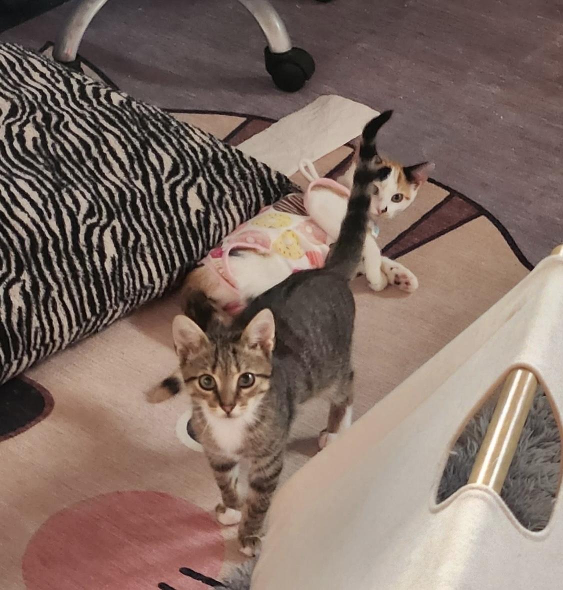 Enlarge Bob Ross (Bonded to Little Cloud), a Adopted Domestic Short Hair in Rochester , NY image 5/6