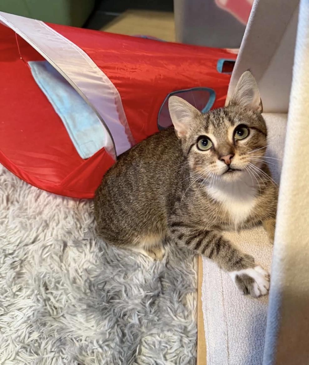 Enlarge Bob Ross (Bonded to Little Cloud), a Adopted Domestic Short Hair in Rochester , NY image 2/6