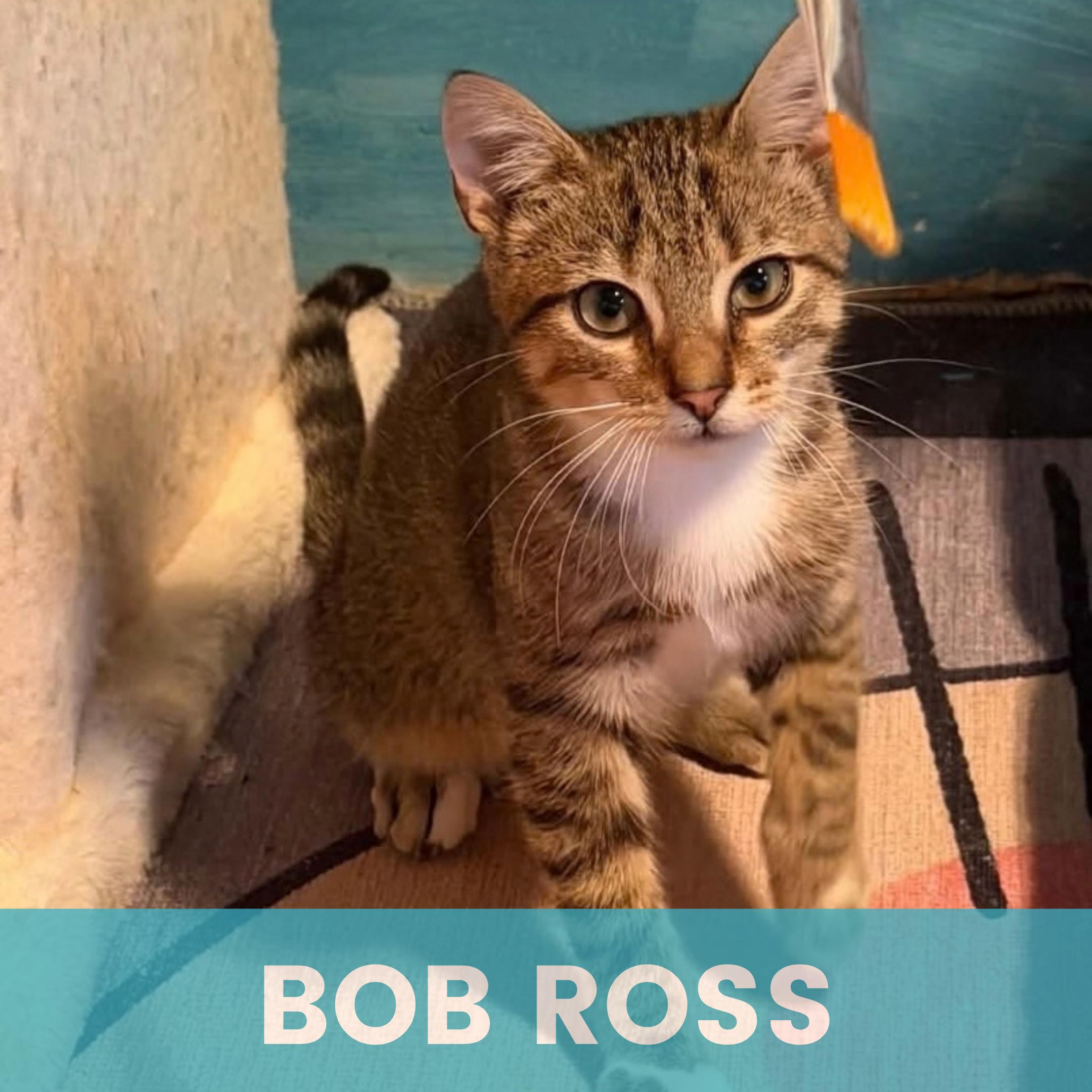 Bob Ross (Bonded to Little Cloud), Adopted, Kitten Male Domestic Short Hair.