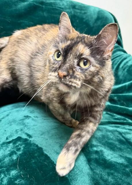 Enlarge Almond, a ADOPTABLE Domestic Short Hair in Miller Beach, IN image 1/1