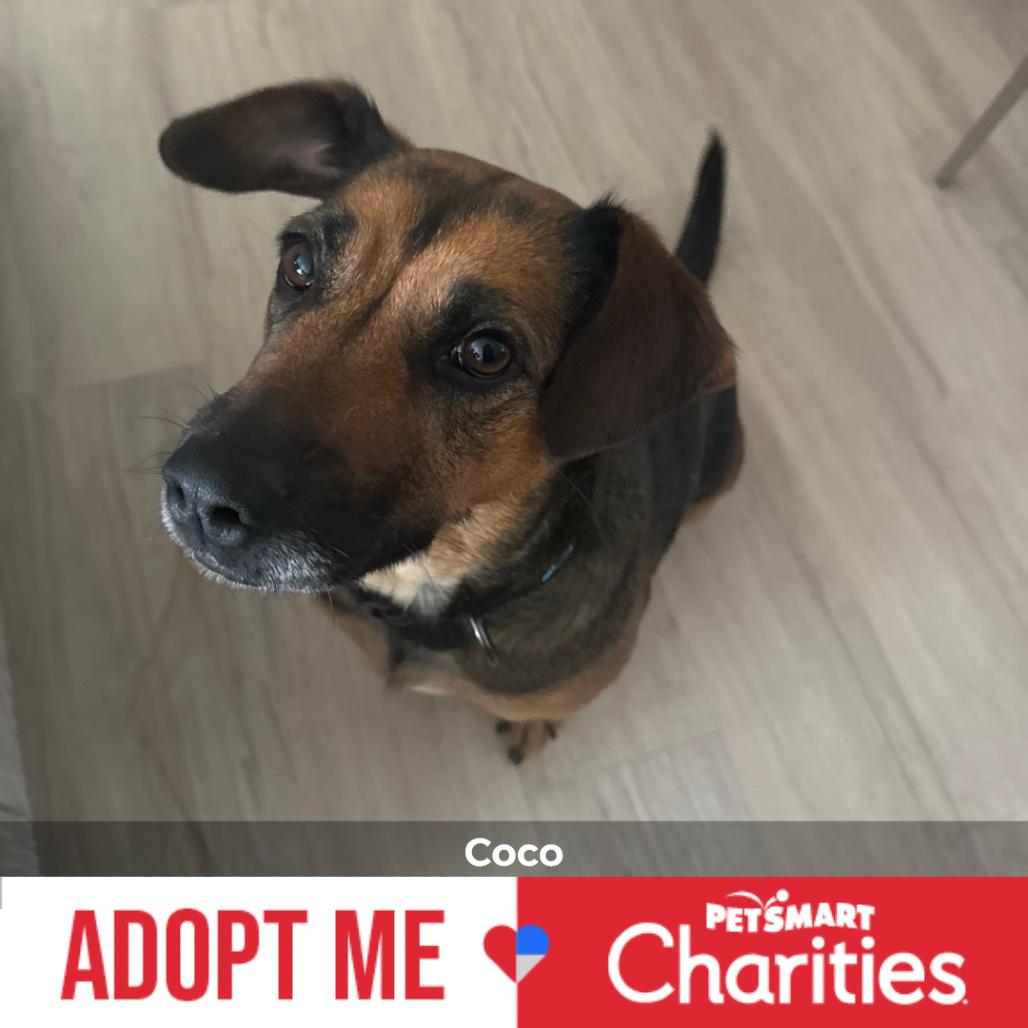 Enlarge Coco, a Adoptable Coonhound in Enid, OK image 1/3