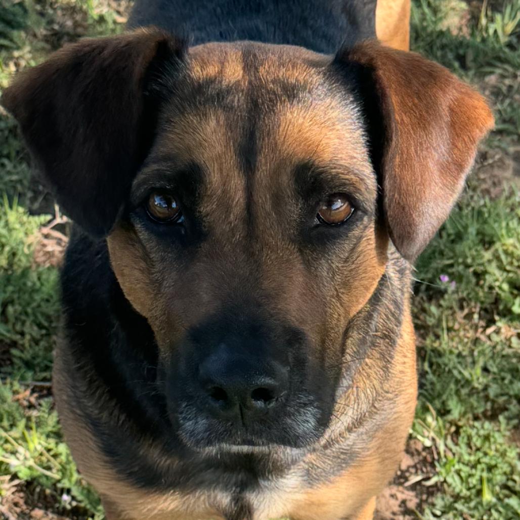 Enlarge Coco, a Adoptable Coonhound in Enid, OK image 3/3